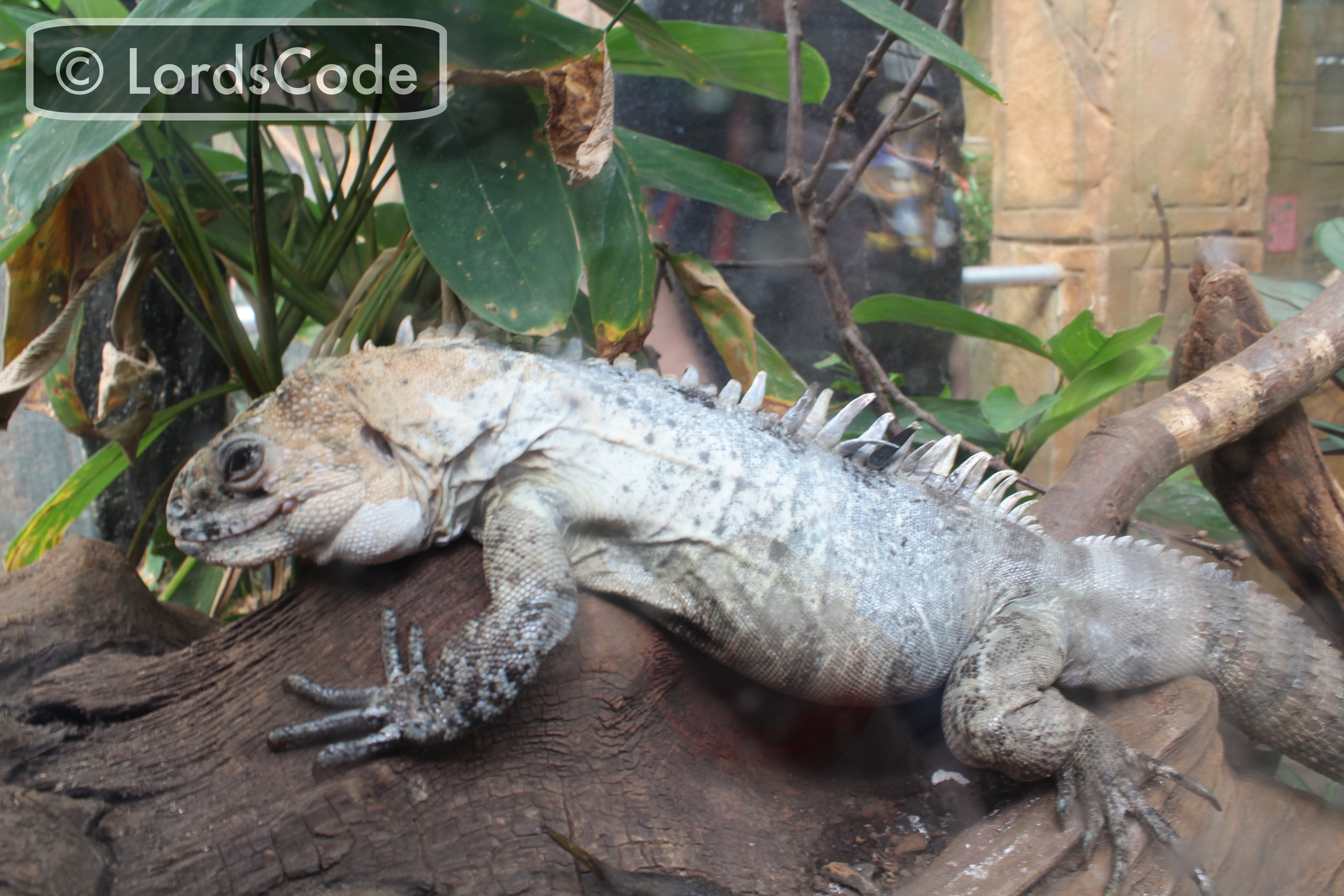 Tropical World Marine Iguana.jpeg